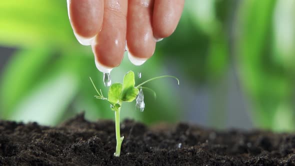 Farmer's Hand Watering a Young Plant Slow Motion