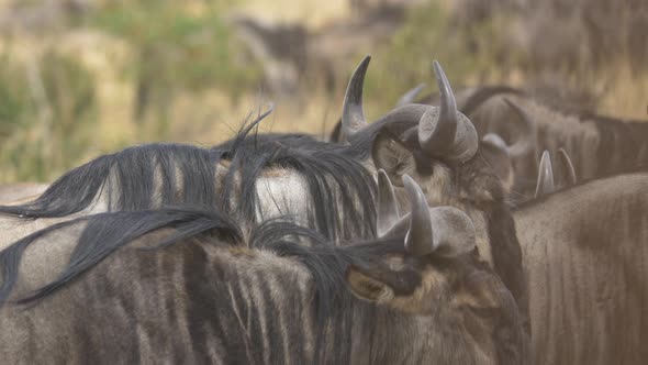 Close up of a herd of gnus