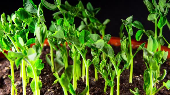 Pea Sprouts Grows Fast in Time Lapse Video. Microgreens Seedlings