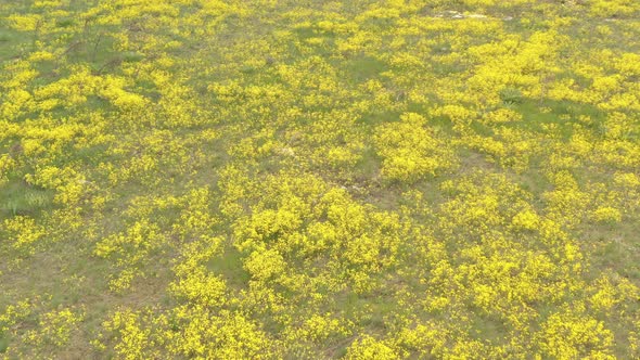 Flying above perennial Alyssum Aurinia saxatilis flower over the hill 4K drone footage