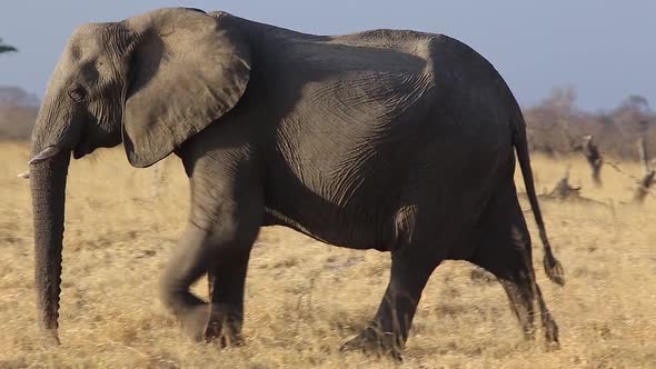 large male elephant walks in yellow grass