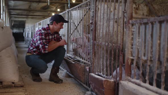 The Farmer Stroking Piglets