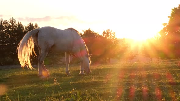 Mustang wild horse at sunset. The area of horses in the heart of America.