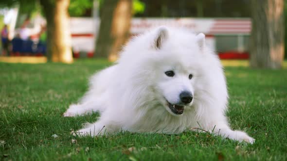 Funny White Samoyed Husky Dog in the Park. Laika Dog Breed Walking in Summer Day. Greenery