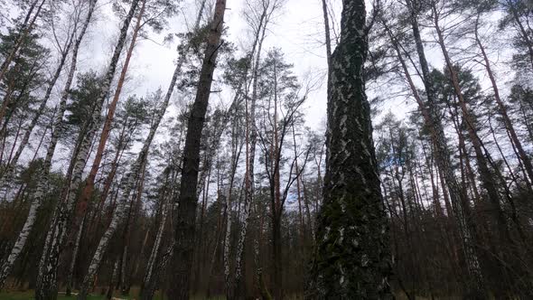 Birch Forest with Birches in the Afternoon