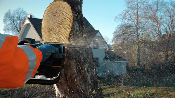 Sawing Trees with a Chainsaw at Height