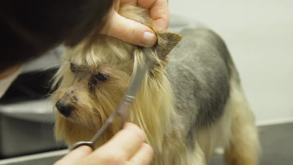 Dog in Pet Grooming Salon