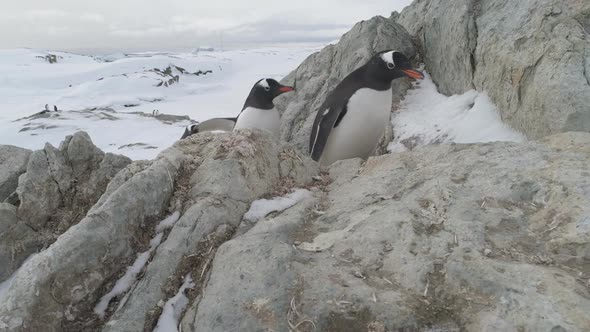 Gentoo Penguin Climb Frozen Rock Close-up View