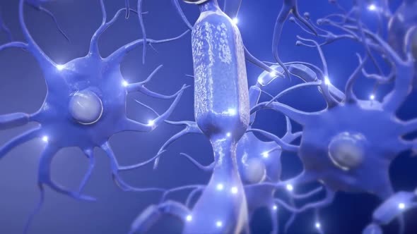 Neurons are the fundamental units of the brain and nervous system