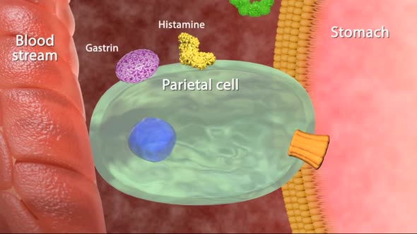 role of cells in the stomach 3d medical