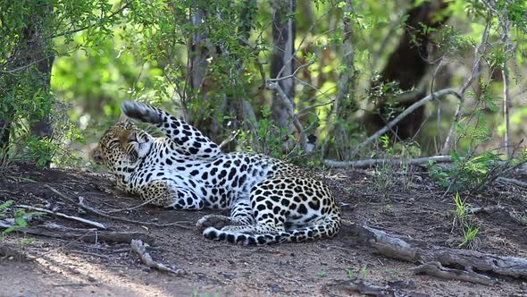 A male leopard lies on his back swopping the flies hovering in front of his face, with green bushes
