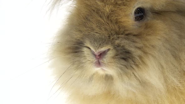 Small Red Rabbit Isolated on White Background. Close Up