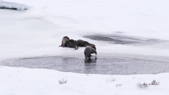 three river otters relax beside a part frozen pond during winter at yellowstone