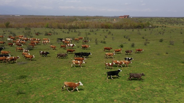 Drone - Herd of cows in grazing and changing location near lake