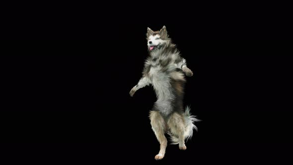 Dog Dance 4K