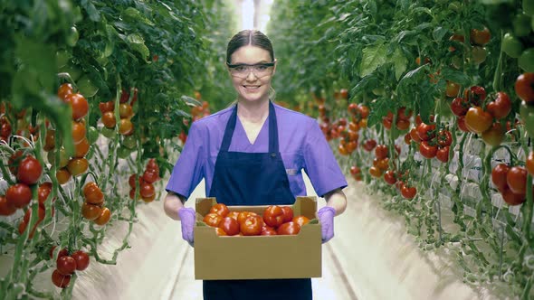 Glasshouse Worker Smiles While Holding a Box Full of Red Tomatoes