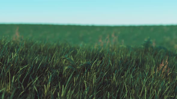 Close Up of Fresh Thick Grass in the Early Morning