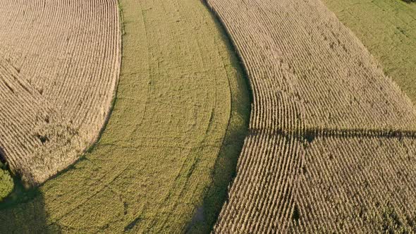 Cornfield in Fall with Brown Cornstalks Aerial