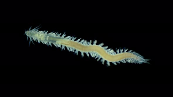 Worm Polychaeta, of the Phyllodocidae family under a microscope, possibly the genus Eulalia sp.