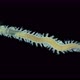 Worm Polychaeta, of the Phyllodocidae family under a microscope, possibly the genus Eulalia sp. - VideoHive Item for Sale
