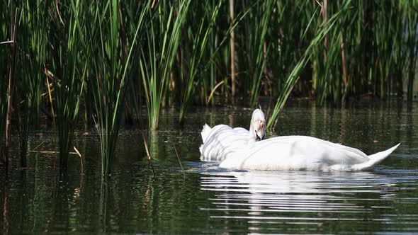 Common big bird mute swan on evening pond