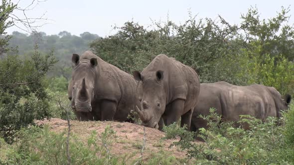 Peaceful African animal portrait of Southern White Rhino looking towards the camera.