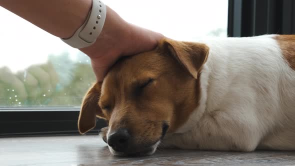 The woman's hand caressing the sleeping Jack Russell terrier puppy near the window. Slow motion