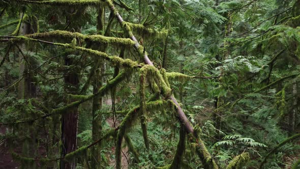 Aerial circle view of  branches  in a rainforest. Daylight. Abbotsford. Canada