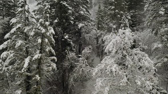 Flying into forest through trees as it snows