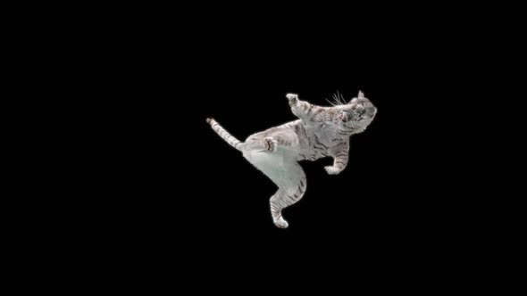 15 White Tiger Dancing HD