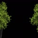 Trees with moving leaves - VideoHive Item for Sale