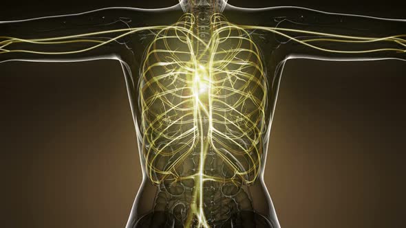 Human Body with Glow Blood Vessels alt