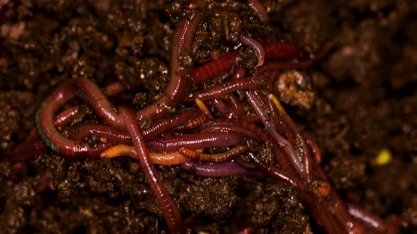 Eisenia fetida earthworms in composted soil.