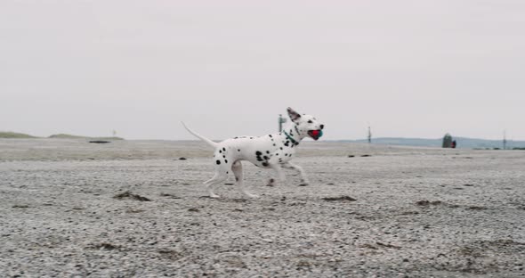 Good Looking Dog Dalmatian Running Funny Around