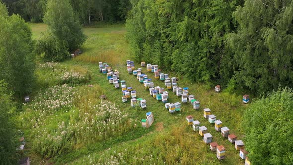 Summer Bee Apiary in the Forest