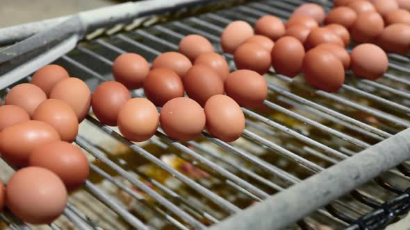 Fresh Raw Chicken Eggs Conveyor Belt Being Moved To Packing House
