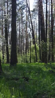 Vertical Video of Green Forest During the Day