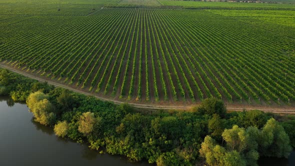 Aerial view to a rows from vineyards