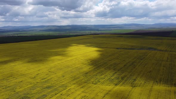 Bright Yellow Flower Fields in the Shade of Moving Gray Clouds