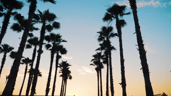 Silhouette Palm Trees in Street at Sunset. Summer Tropical Beach Concept.