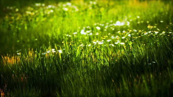 Field with Green Grass and Wild Flowers at Sunset