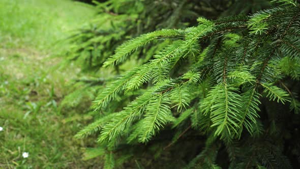 Spruce in summer in a meadow with grass and flowers in blur