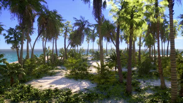 Tropical Beach with White Sand Turquoise Water and Palm Trees