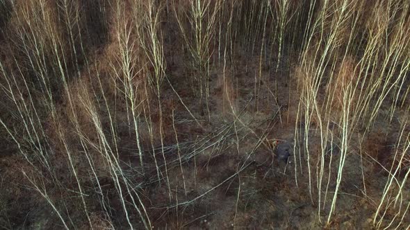 Cutting Down Tree