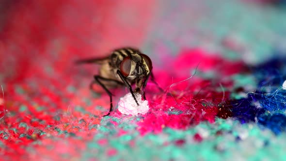 A housefly (Musca domestica) feeds from sugar leftovers on a tablecloth, cleans its front legs and t
