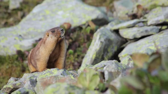 a big old groundhog with big fangs