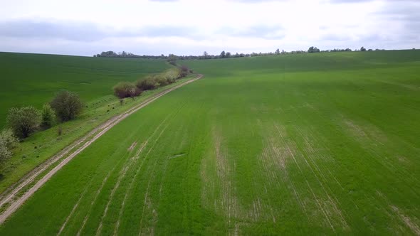 Aerial View of Green Agriculture Field in Summer or Spring