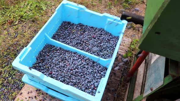 Blueberries pouring into crates after being harvested in a berry patch SLOW MOTION.