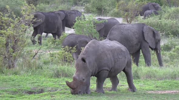 A white rhino peacefully grazes with a herd of elephants in the background.
