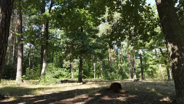 Forest with Trees on a Summer Day Slow Motion